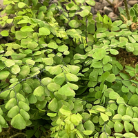 Adiantum venustum